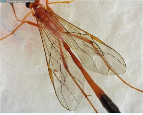 Réf. 263 335 : Enicospilus ramidulus